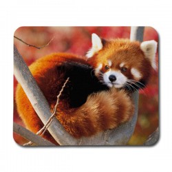 Red Panda Cub Mouse Pad