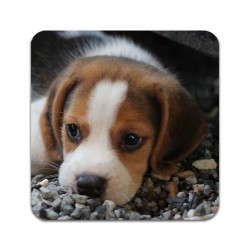 2 PCS  Beagle Dog Coasters